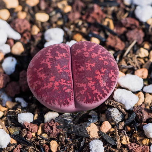 多肉植物 リトープス 紫勲玉 Fred's Redhea 抜き苗 1.2cm以上 1株 多肉