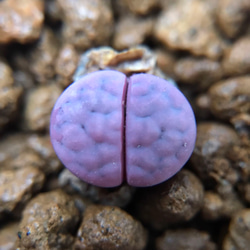 レア 多肉植物 リトープス 紫朱玄玉 1.2cm 抜き苗 1株 多肉植物 愛多肉