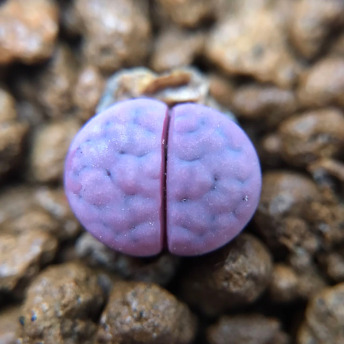 レア 多肉植物 リトープス 紫朱玄玉 1.2cm 抜き苗 1株 多肉植物 愛多肉