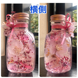 桜ハーバリウム　ネコ瓶　Mサイズ 5枚目の画像