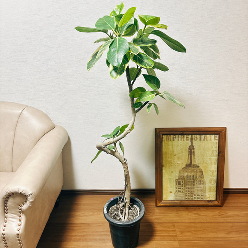 現品 フィカス ゴムの木 アルテシマ 曲がり 6番 観葉植物 インテリア