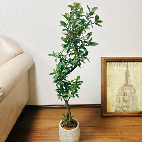 現品］フランスゴムノキ フィカスルビギノーサ 曲がり 観葉植物