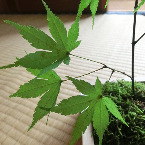 もみじ 盆栽 紅葉 グリーン 緑 プリザーブドフラワーモミジ