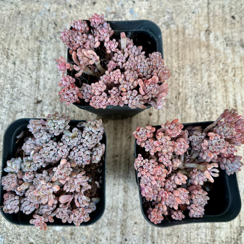 ブルービーン セダム 根付き 韓国苗 多肉植物 多肉植物 プクニク 通販