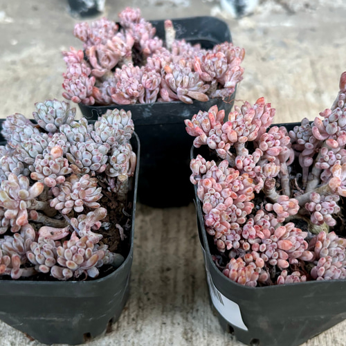 ブルービーン セダム 根付き 韓国苗 多肉植物 多肉植物 プクニク 通販