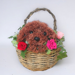 フラワーペット【トイプードル・壁掛けバスケット】 2way プリザーブドフラワー 犬 花  ペット 誕生日 1枚目の画像