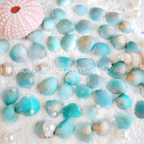 小さな二枚貝 ❁︎ 30個 アレンジ加工 海 貝殻 ハンドメイド アクア 