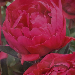 ピオニー【カールローゼンフィールド 5号鉢】ダークレッドの豪華な八重咲きアンティークカラーがおすきな方へおすすめの芍薬 3枚目の画像