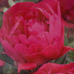 ピオニー【カールローゼンフィールド 5号鉢】ダークレッドの豪華な八重咲きアンティークカラーがおすきな方へおすすめの芍薬 1枚目の画像