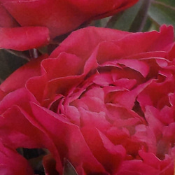 ピオニー【カールローゼンフィールド 5号鉢】ダークレッドの豪華な八重咲きアンティークカラーがおすきな方へおすすめの芍薬 2枚目の画像