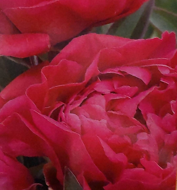 ピオニー【カールローゼンフィールド 5号鉢】ダークレッドの豪華な八重咲きアンティークカラーがおすきな方へおすすめの芍薬 2枚目の画像