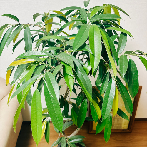 現品］フィカス アムステルダムキング 曲がり 8号 観葉植物 大型