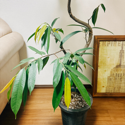 最適な材料 現品］フィカス アムステルダムキング 曲がり 8号 観葉植物 大型 フィカス