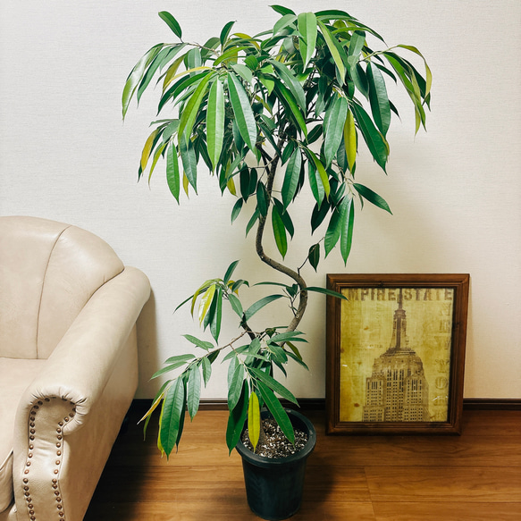 現品］フィカス アムステルダムキング 曲がり 8号 観葉植物 大型