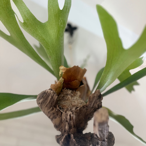 ビカクシダ コウモリラン 群生ビカクシダ流木付け 観葉植物