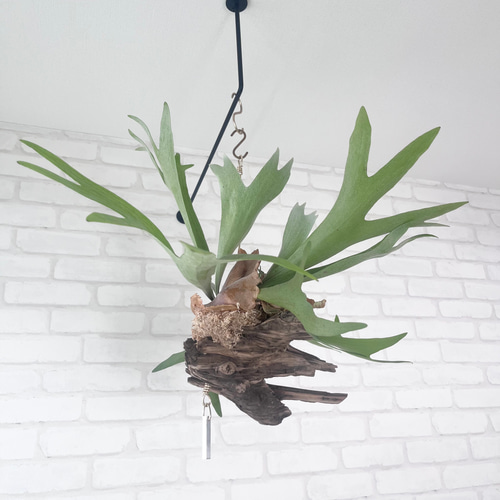 ビカクシダ コウモリラン 群生ビカクシダ流木付け 観葉植物 ハンギング