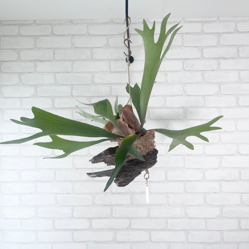 コウモリラン　ビカクシダ　流木ハンギング　グランデ ビカクシダ コウモリラン 群生ビカクシダ流木付け 観葉植物