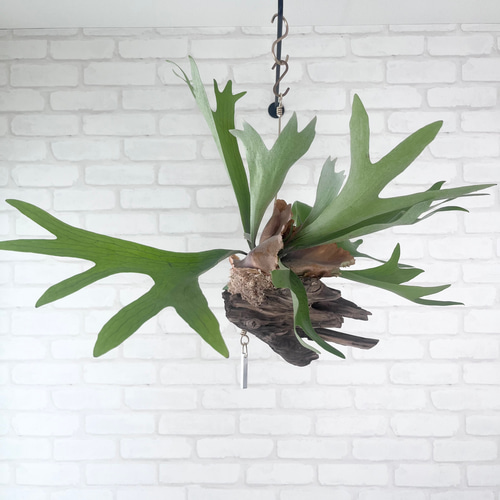 ビカクシダ コウモリラン 群生ビカクシダ流木付け 観葉植物 ハンギング