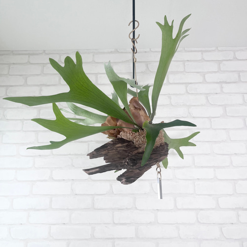 ビカクシダ コウモリラン 群生ビカクシダ流木付け 観葉植物 ハンギング