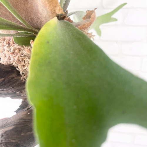 ビカクシダ コウモリラン 群生ビカクシダ流木付け 観葉植物 ハンギング