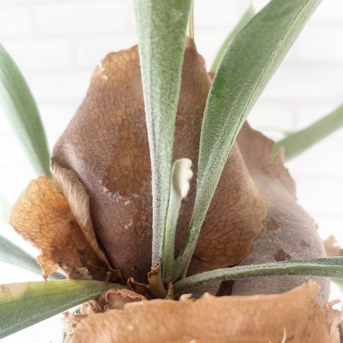 ビカクシダ コウモリラン 群生ビカクシダ流木付け 観葉植物