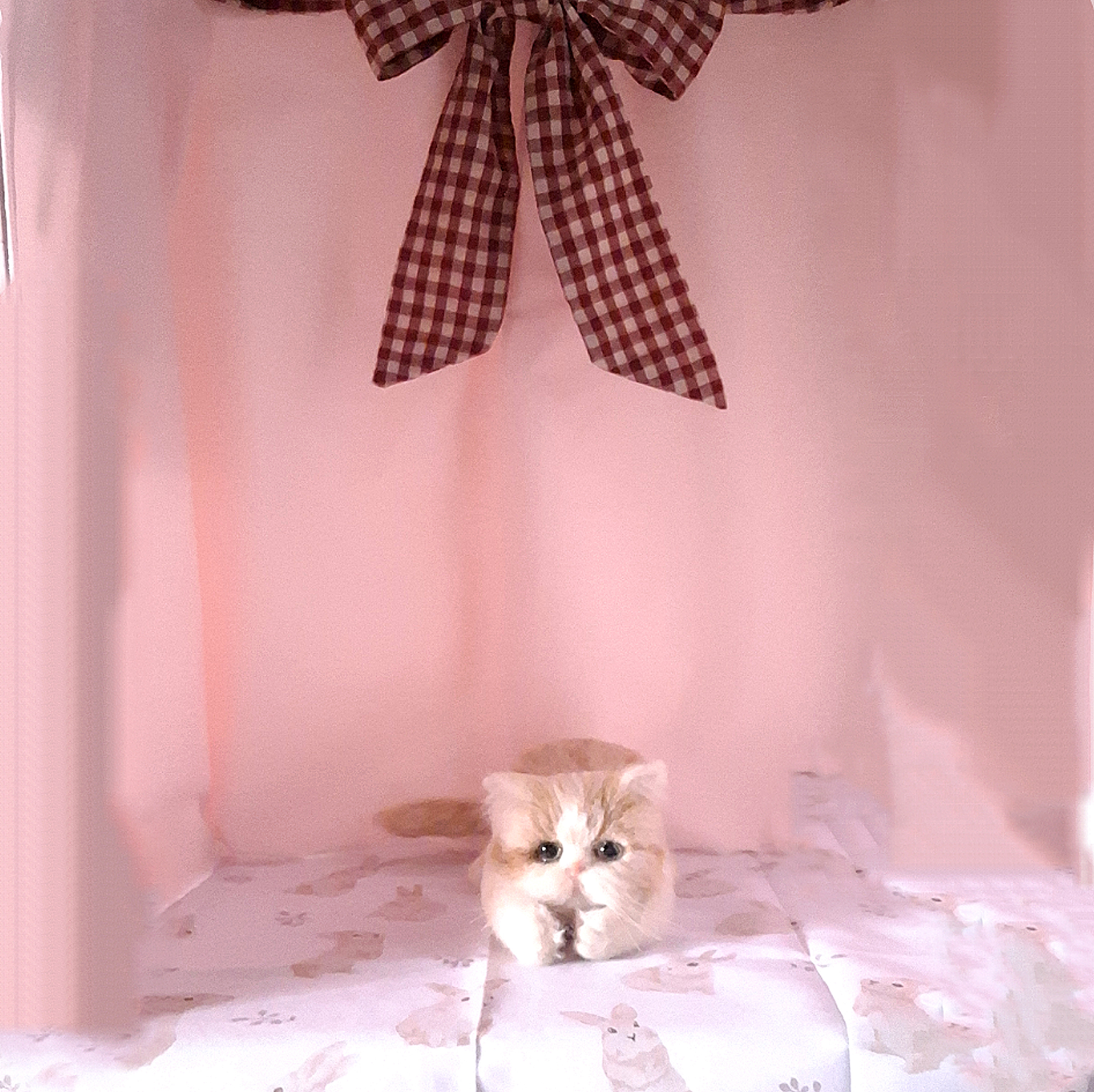 羊毛フェルト 猫 エキゾチックショートヘア ネコ ハンドメイド