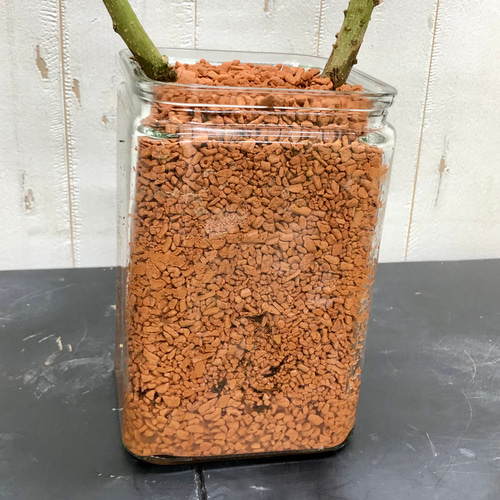 二又枝分かれ 盆栽仕立て フィカス ナナ ハイドロカルチャー その他