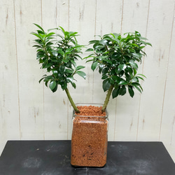 【極上】フィカス・ナナ　盆栽仕立て　根上がり　9号　鉢カバーセット 極上】フィカス・ナナ 盆栽仕立て 根上がり 9号 鉢カバーセット 【楽天