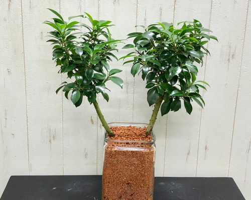 61ec970023fb7d736fee0bc91af987