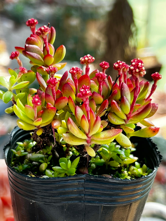 紅ちご＊もりもり新芽入り！＊多肉植物＊花芽付き＊ポットごと 2枚目の画像