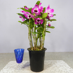 ☆ENGEI ichioki☆デンドロビュウム「レッドエース」鉢花02◇育て