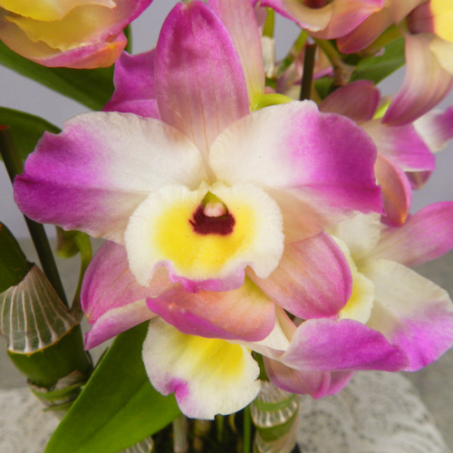 ☆ENGEI ichioki☆デンドロビュウム「ムーンマーメイド」鉢花◇育て