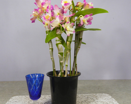 ☆ENGEI ichioki☆デンドロビュウム「ムーンマーメイド」鉢花◇育て