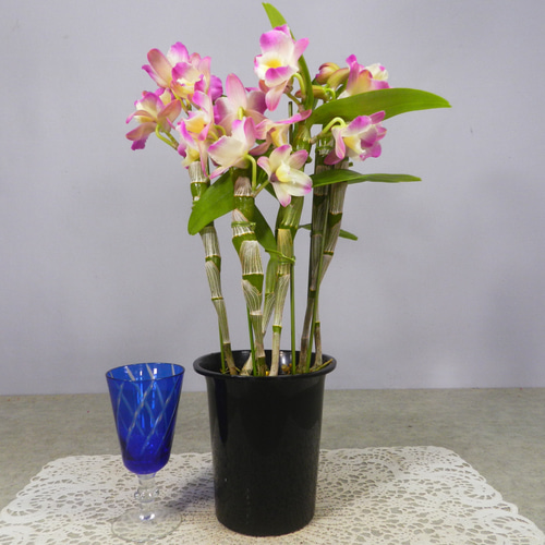 ☆ENGEI ichioki☆デンドロビュウム「ムーンマーメイド」鉢花◇育て