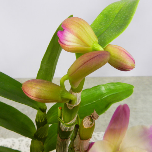 ☆ENGEI ichioki☆デンドロビュウム「ムーンマーメイド」鉢花◇育て