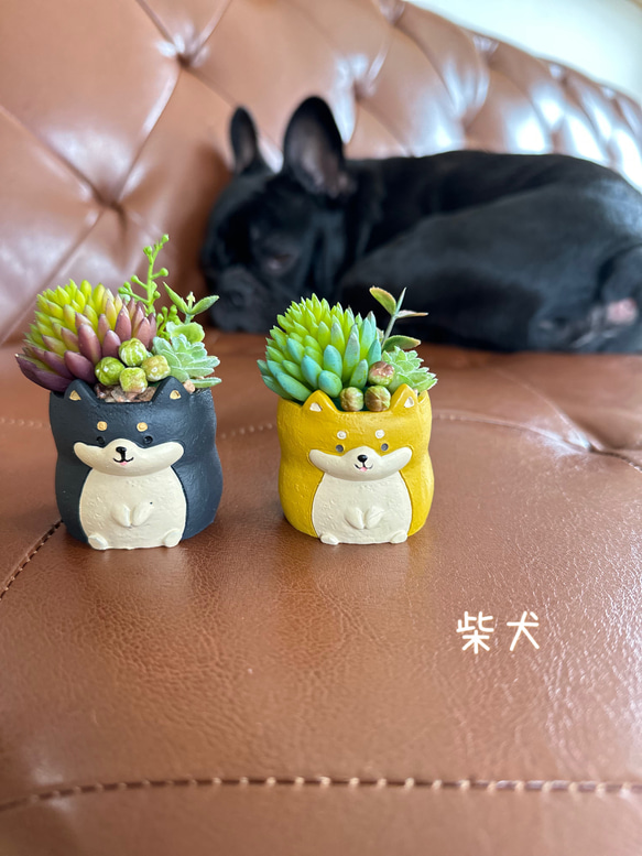 柴犬 ミニグリーン寄せ植え フェイク 造花 多肉植物 多肉植物 Mana