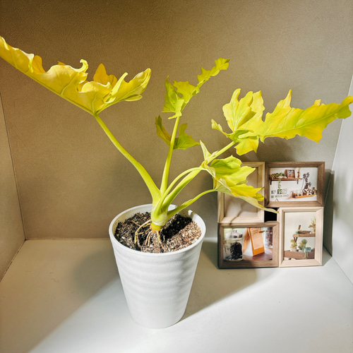 フィロデンドロン セローム ゴールドリーフ 10年以上の大株 希少 現品