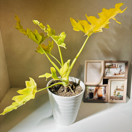 フィロデンドロン　セローム　ゴールドリーフ　10年以上の大株　希少 現品］【希少】C フィロデンドロン セローム ゴールドリーフ 7号 観葉