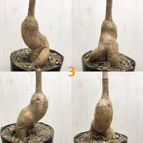 幹が選べる ボトルツリー ブラキキトン・ビドウィリー White