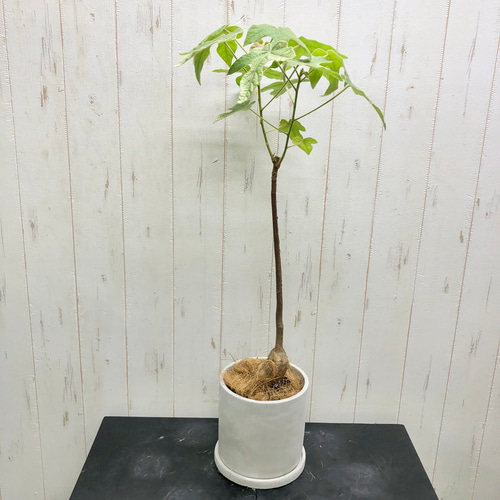 幹が選べる ボトルツリー ブラキキトン・ビドウィリー White wash