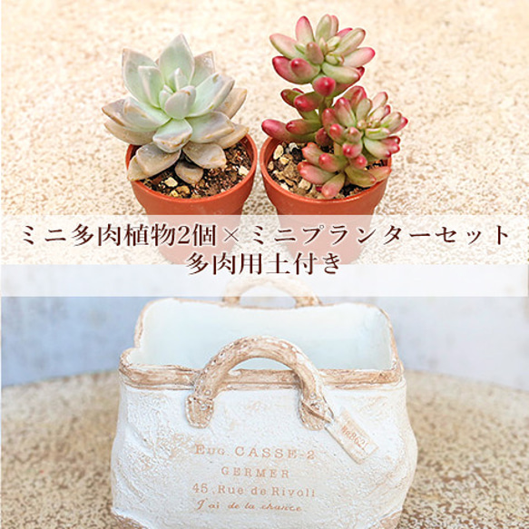 多肉植物2個×リヴォリサック ホワイト セット 培養土付き 鉢 雑貨 寄せ 