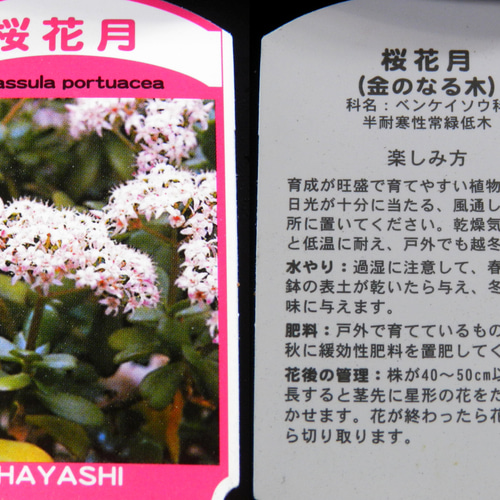 ☆ENGEI ichioki☆金のなる木「桜花月」鉢株02◇多肉植物・観葉 ☆ENGEI ichioki☆金のなる木「桜花月」鉢株02◇多肉植物・観葉