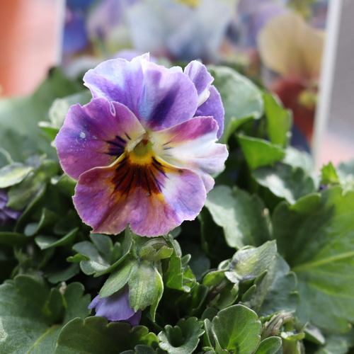 セール！お色のわかる レア！ビオラ 青魔導士2ポットセットA その他