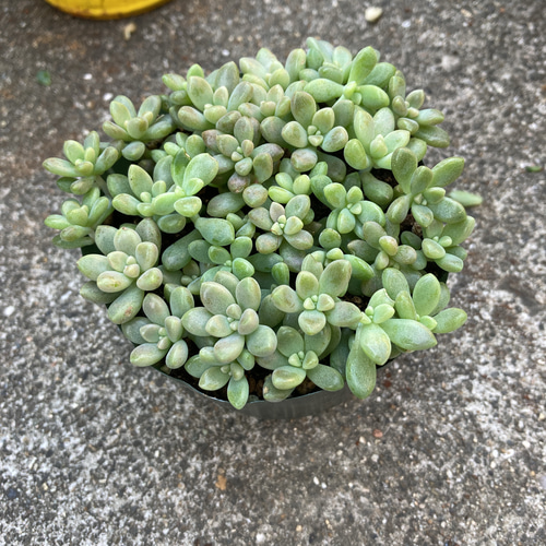 姫秋麗 カット苗 写真全部➕おまけ 多肉植物 はなちかちゃん 通販 