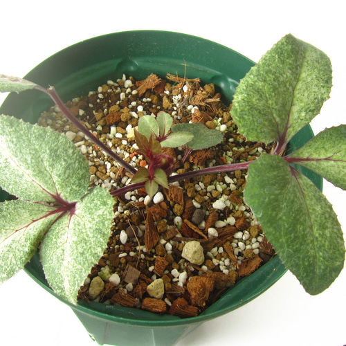 開花中♥葉を楽しむクリスマスローズ♥ステルニー ・ダイヤモンド