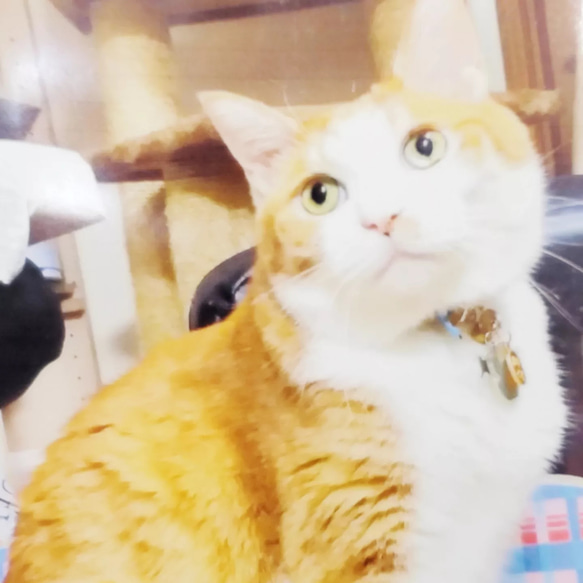 羊毛フェルトオーダーメイド、受注制作、羊毛フェルト犬、ペットロス 