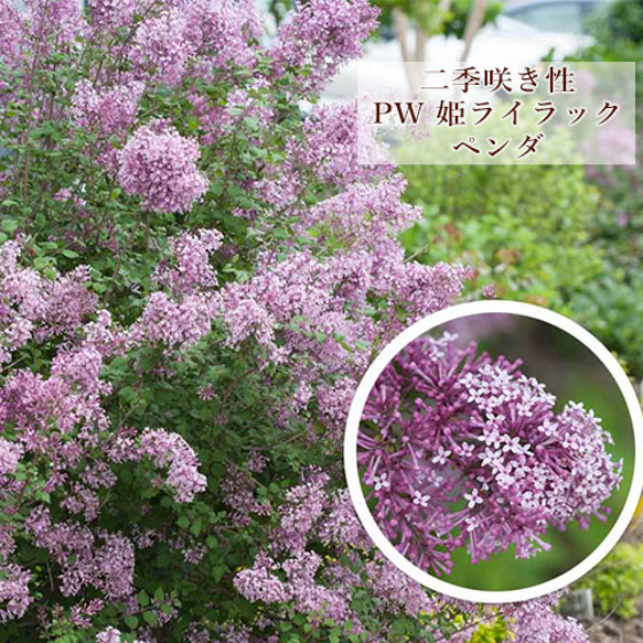 花木苗 PW 姫ライラック ペンダ 5号 高さ50cm リラ 四季咲き性