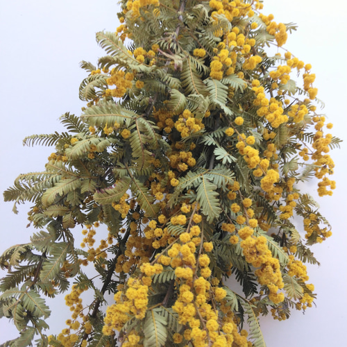 ミモザのドライフラワー(スワッグ)：大 スワッグ nyao-mery 通販