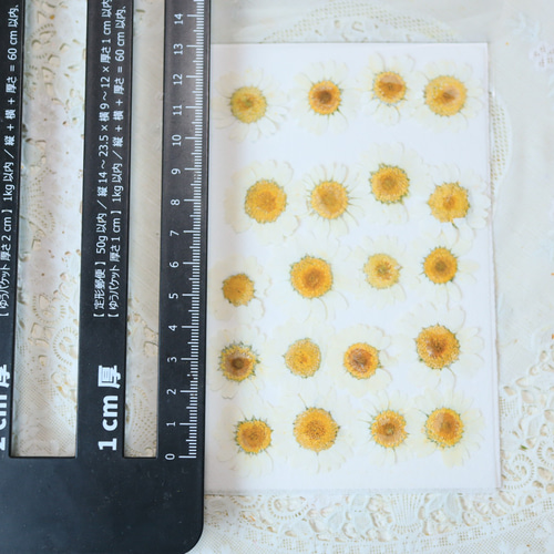 【訳あり】押し花　ノースポール　O-097 押し花染めノースポール20枚訳あり その他素材 花mizuki 通販