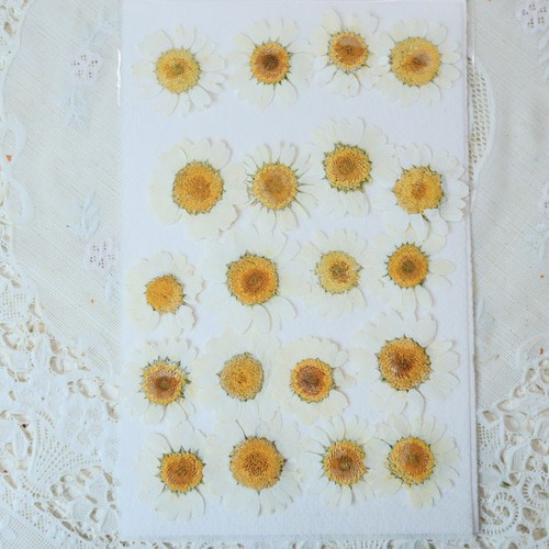 訳あり】押し花 ノースポール O-097 訳あり】押し花 ノースポール O